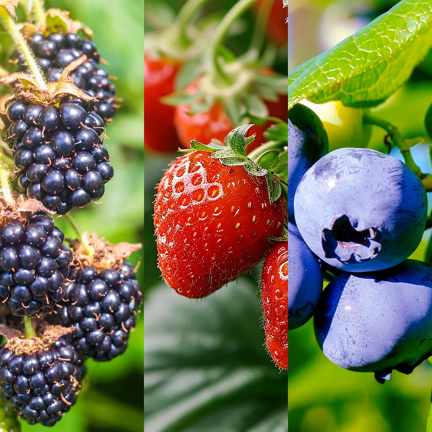 Freeze Dried Berries - 1 Pack - 0.25 Oz - 7 G - Satisfying Crunch